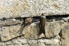 Sand Martins