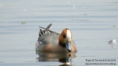 Wigeon