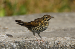 Song Thrush