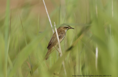 Sedge Warbler