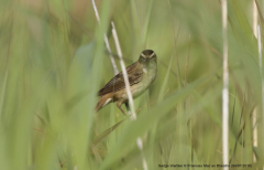 Sedge Warbler