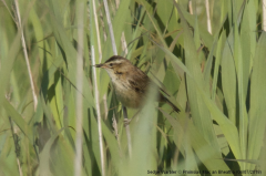 Sedge Warbler