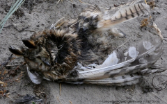 Long-eared Owl