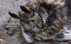 Long-eared Owl