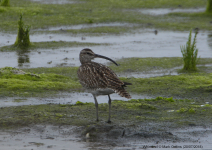 Whimbrel