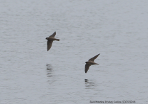 Sand Martins