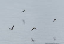 Sand Martins