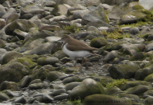 Common Sandpiper