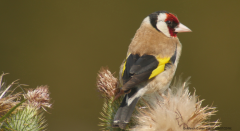 Goldfinch