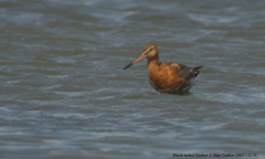 Black-tailed Godwit