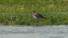 Whimbrel