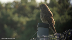 Kestrel