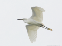 Little Egret