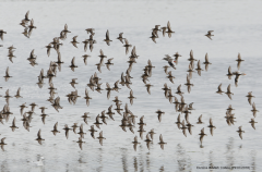 Dunlin