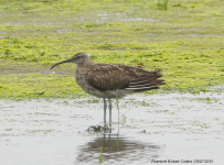 Whimbrel