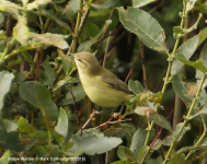 Willow Warbler