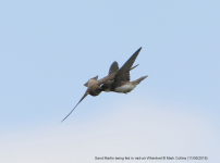 Sand Martins