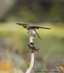 Sand Martins