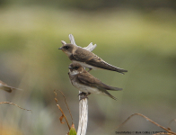 Sand Martins