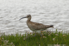 Whimbrel