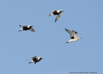 Grey Plovers