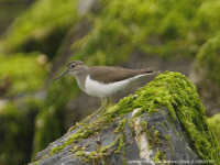 Common Sandpiper