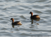 Little Grebe