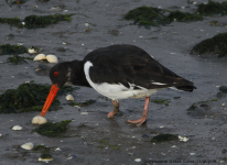 Oystercatcher