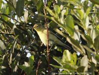 Willow Warbler