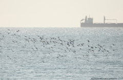 Tern flock