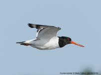 Oystercatcher