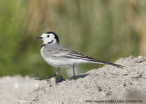 White Wagtail