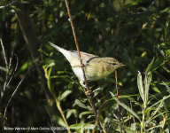 Willow Warbler