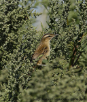 Sedge Warbler