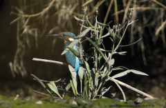 Kingfisher