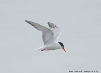 Arctic Tern