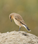 Wheatear