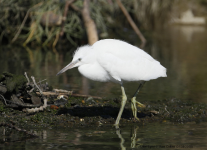 Little Egret