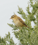 Sedge Warbler