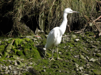 Little Egret