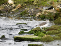 Greenshank