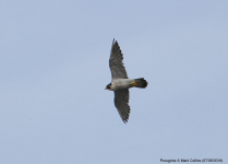 Peregrine