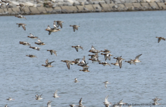 Wigeon