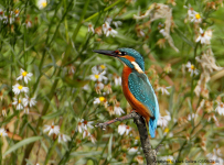 Kingfisher