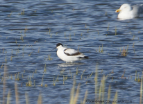 Avocet