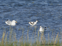 Avocet