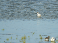 Avocet