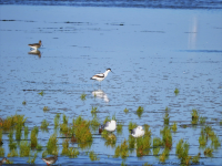 Avocet