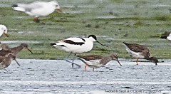 Avocet