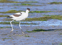 Avocet